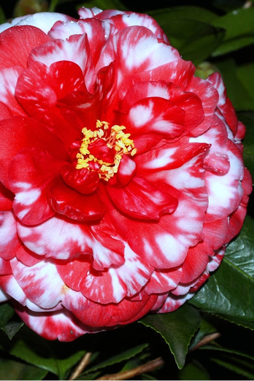  Bobbie Fain Red & White Variegated Camellia Japonica - 3 Gallon Pot