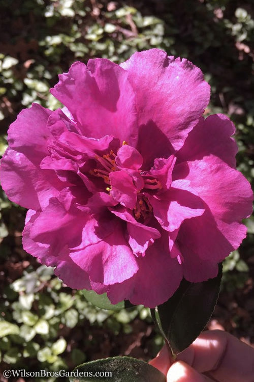  Bonanza Purple Camellia Sasanqua - 3 Gallon Pot