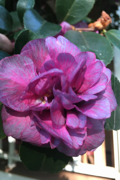  Bonanza Purple Camellia Sasanqua - 1 Gallon Pot