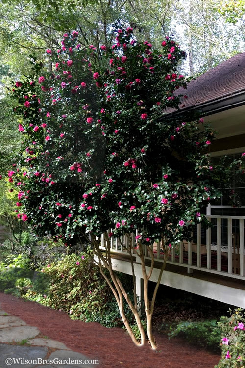  Bonanza Purple Camellia Sasanqua - 1 Gallon Pot