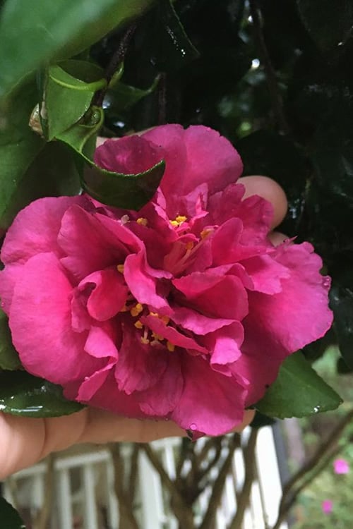  Bonanza Purple Camellia Sasanqua - 1 Gallon Pot