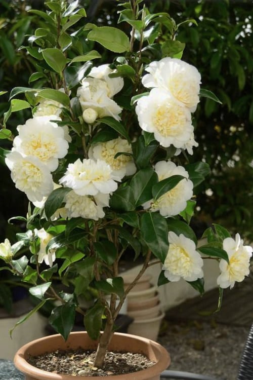  Brushfield Yellow Camellia Japonica - 3 Gallon Pot