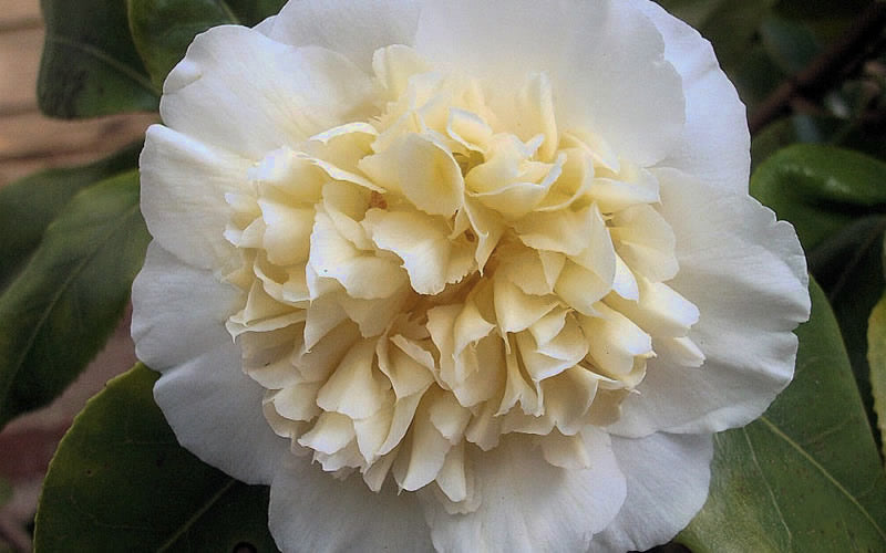  Brushfield Yellow Camellia Japonica - 3 Gallon Pot