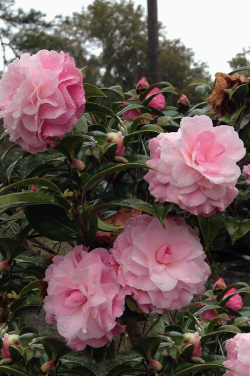  Buttons 'n Bows Camellia Hybrid - 3 Gallon Pot