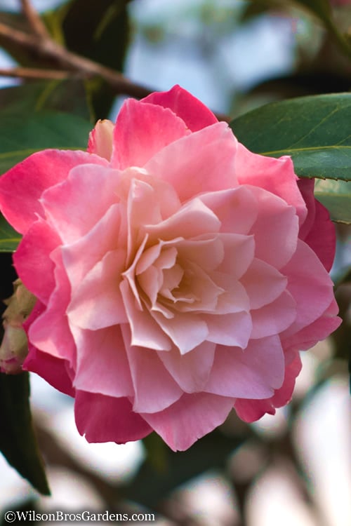  Buttons 'n Bows Camellia Hybrid - 3 Gallon Pot