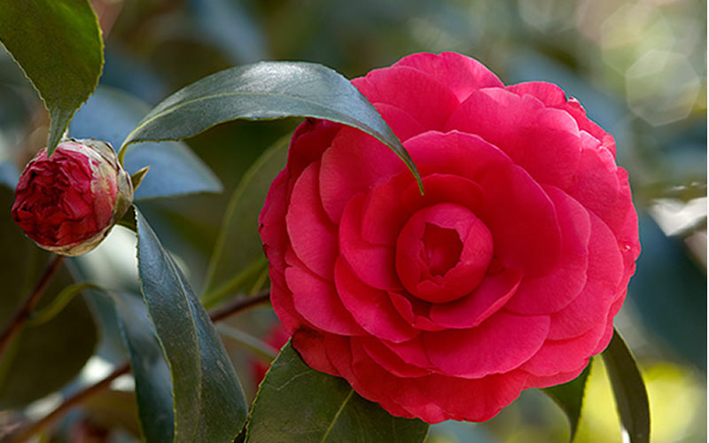  C. M. Hovey Camellia Japonica - 3 Gallon Pot
