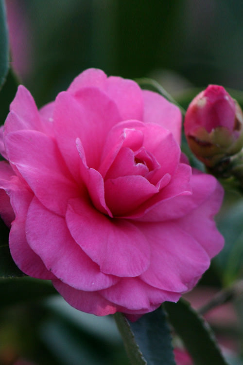  Chansonette Dwarf Weeping Camellia Sasanqua - 3 Gallon Pot