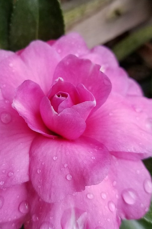  Chansonette Dwarf Weeping Camellia Sasanqua - 3 Gallon Pot