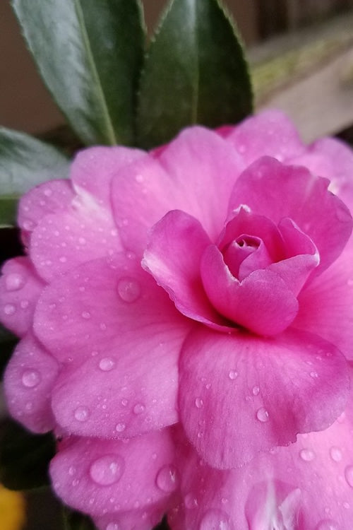  Chansonette Dwarf Weeping Camellia Sasanqua - 3 Gallon Pot