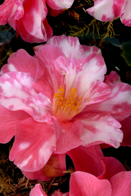  Coral Delight Camellia Hybrid - 1 Gallon Pot