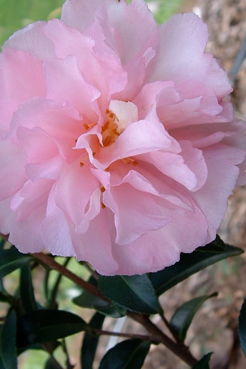  Cotton Candy Camellia Sasanqua - 1 Gallon Pot
