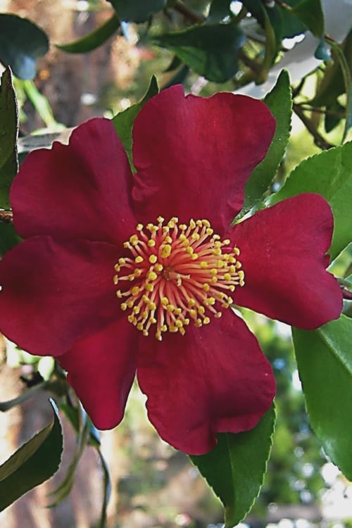  October Magic Crimson 'N Clover Camellia - 3 Gallon Pot
