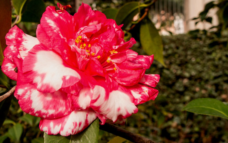  Sacred Dance Camellia Japonica 'Daikagura' - 1 Gallon Pot