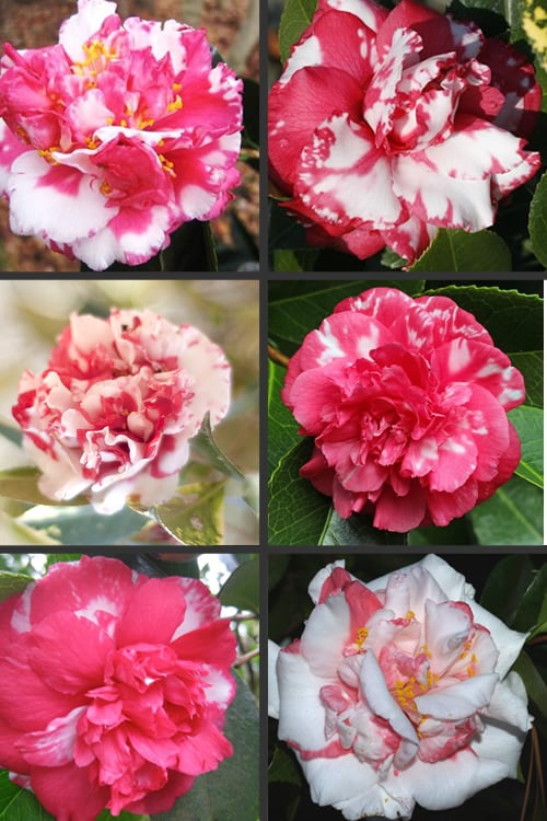  Sacred Dance Camellia Japonica 'Daikagura' - 1 Gallon Pot