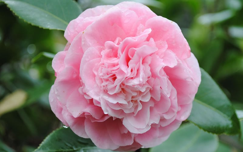  Debutante Pink Camellia Japonica - 1 Gallon Pot