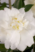  Diana Camellia Sasanqua - 1 Gallon Pot