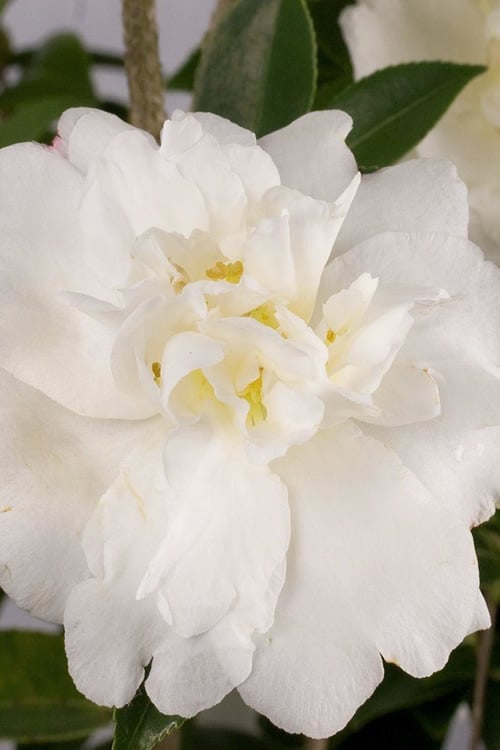  Diana Camellia Sasanqua - 1 Gallon Pot