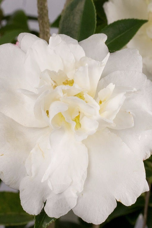  Diana Camellia Sasanqua - 2 Gallon Pot