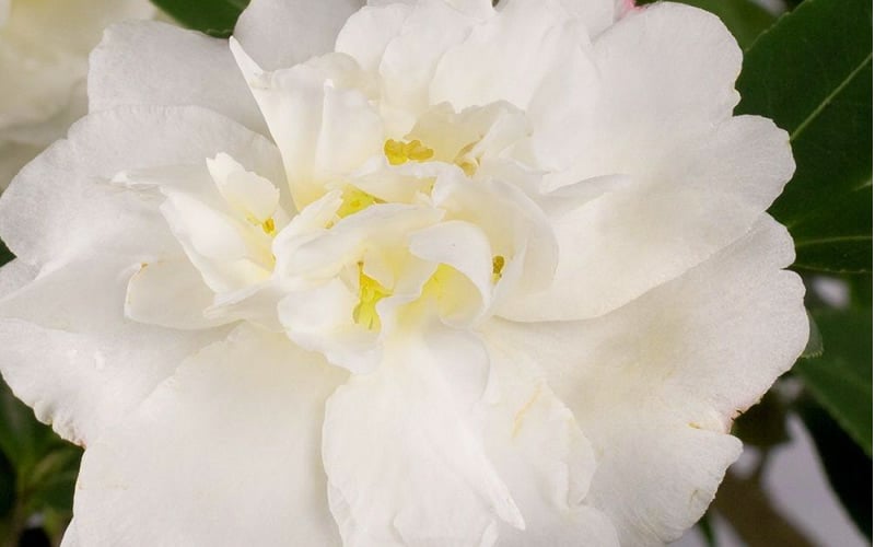  Diana Camellia Sasanqua - 1 Gallon Pot