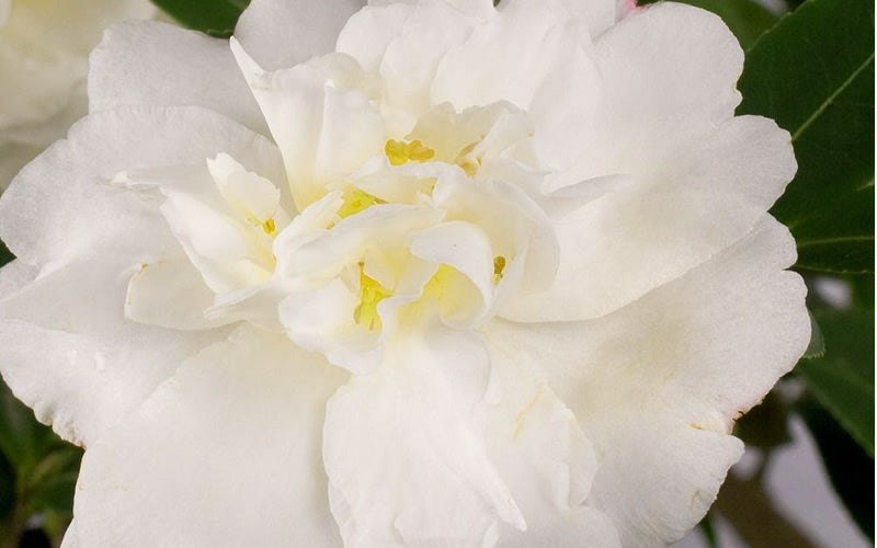  Diana Camellia Sasanqua - 2 Gallon Pot