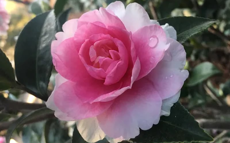  Dream Weaver Camellia Sasanqua - 3 Gallon Pot