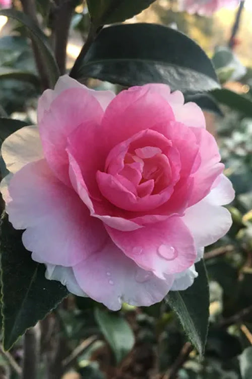  Dream Weaver Camellia Sasanqua - 3 Gallon Pot