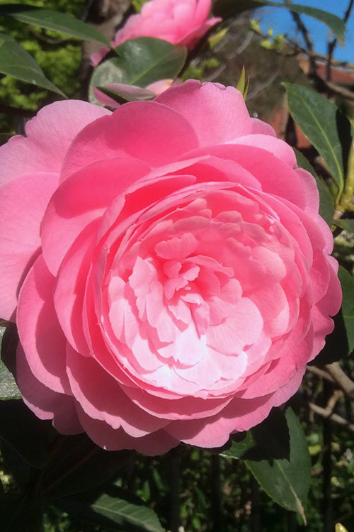 E.G. Waterhouse Camellia - Williamsii Hybrid - 1 Gallon Pot