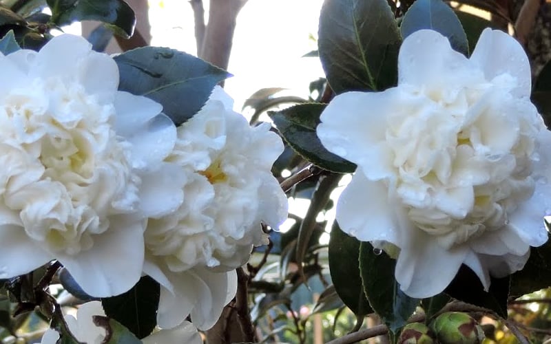  Fifth Avenue White Camellia Japonica - 1 Gallon Pot 