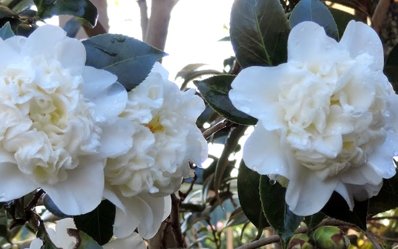  Fifth Avenue White Camellia Japonica - 3 Gallon Pot