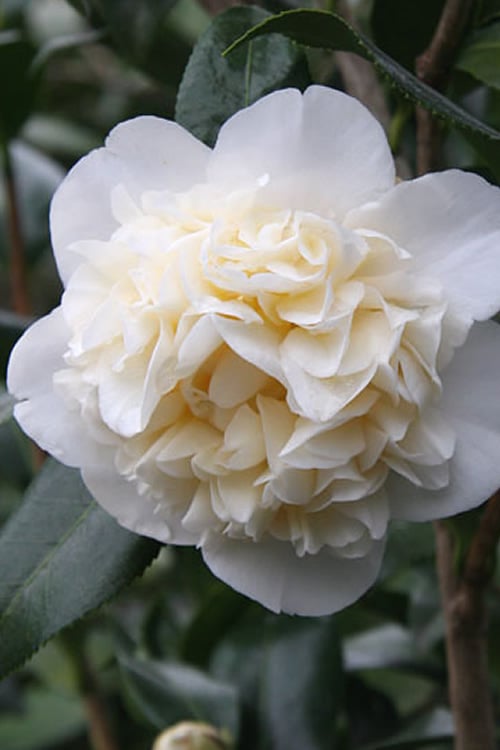  Fifth Avenue White Camellia Japonica - 1 Gallon Pot 