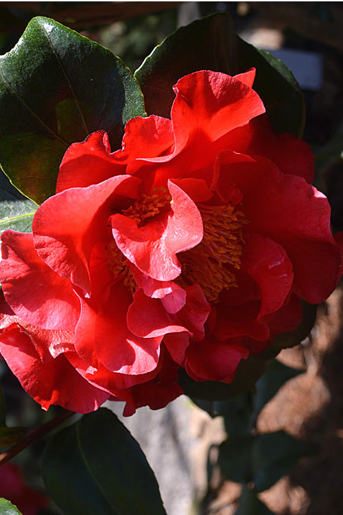  Frank Brownlee Camellia - 3 Gallon Pot