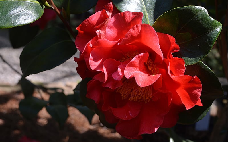  Frank Brownlee Camellia - 3 Gallon Pot