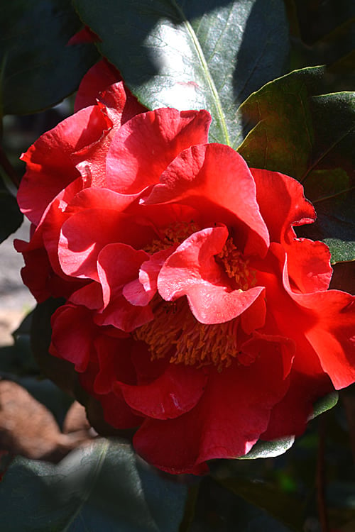  Frank Brownlee Camellia - 3 Gallon Pot
