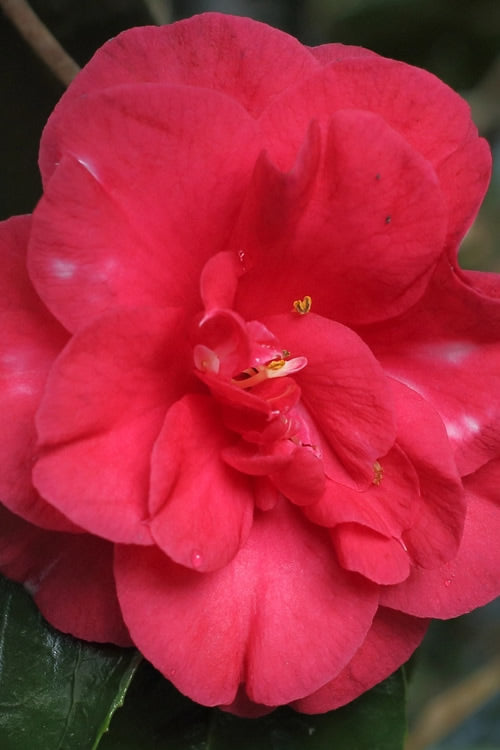  Gigantia Camellia Japonica - 3 Gallon Pot