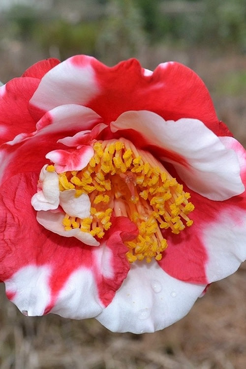  Gigantia Camellia Japonica - 3 Gallon Pot