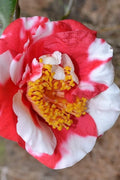  Gigantia Camellia Japonica - 3 Gallon Pot
