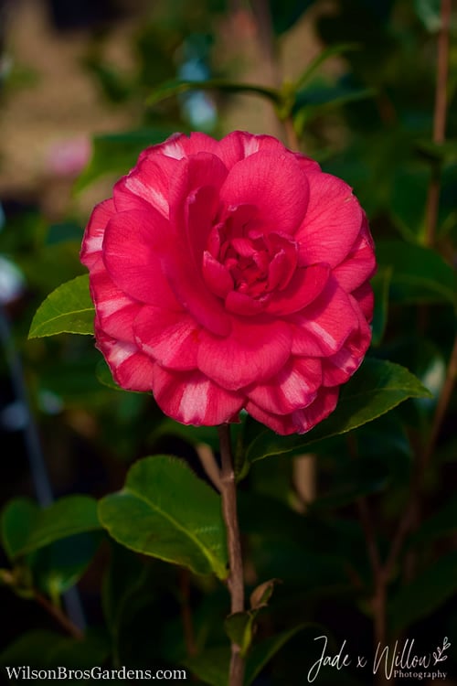  Glen 40 Camellia Japonica - 3 Gallon Pot