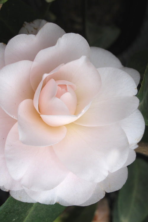 Goggy Camellia Japonica - 1 Gallon Pot