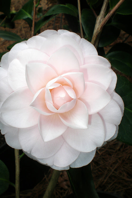  Goggy Camellia Japonica - 3 Gallon Pot