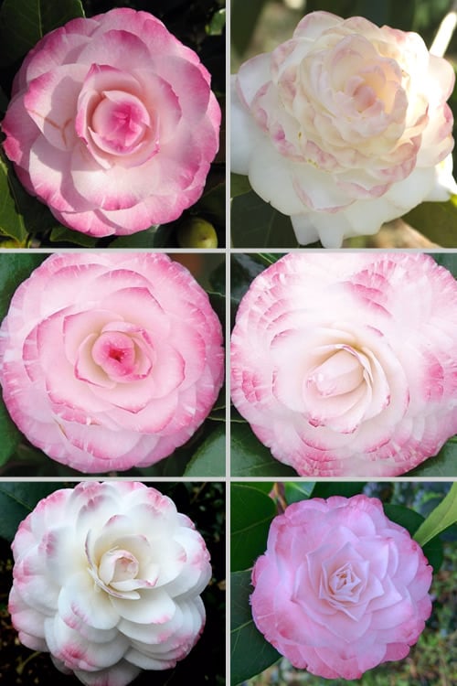  Grace Albritton Camellia Japonica - 3 Gallon Pot