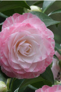  Grace Albritton Camellia Japonica - 1 Gallon Pot