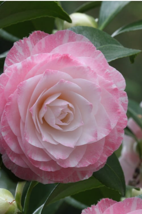  Grace Albritton Camellia Japonica - 3 Gallon Pot