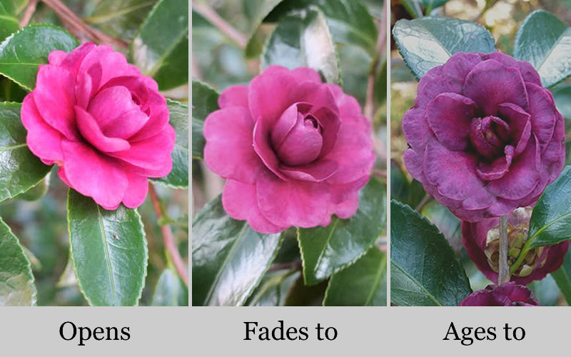  Green's Blues Dwarf Camellia Sasanqua - 3 Gallon Pot