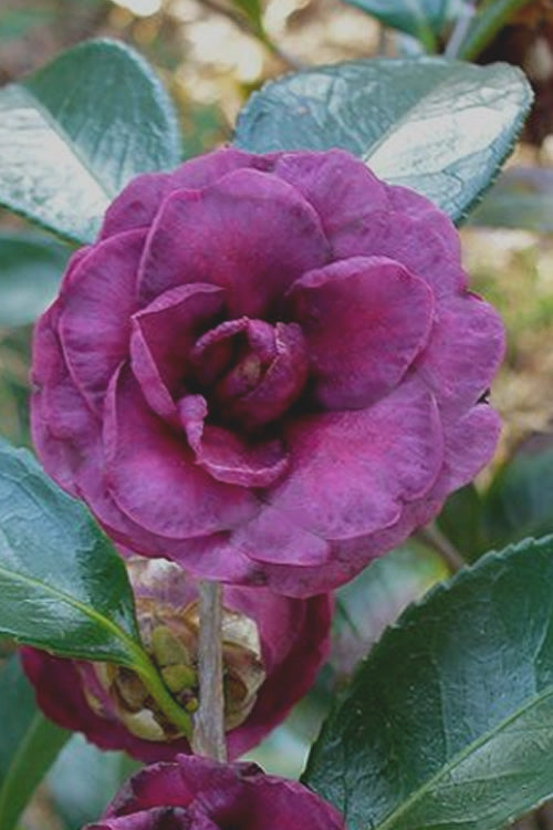  Green's Blues Dwarf Camellia Sasanqua - 3 Gallon Pot