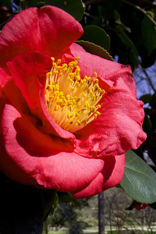  Greensboro Red Camellia Japonica - 3 Gallon Pot