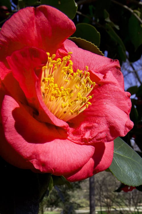  Greensboro Red Camellia Japonica - 7 Gallon Pot 