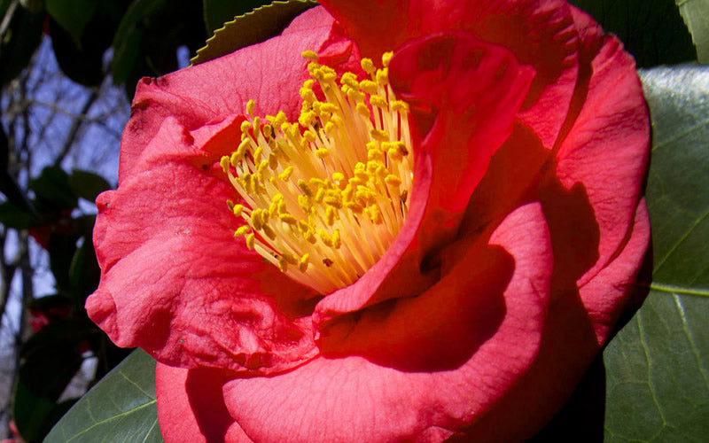 Greensboro Red Camellia Japonica - 3 Gallon Pot