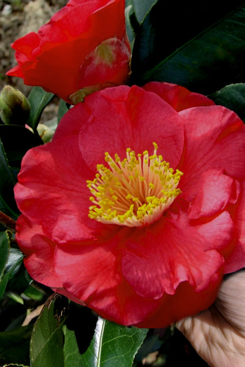  Gunsmoke Camellia Japonica - 3 Gallon Pot