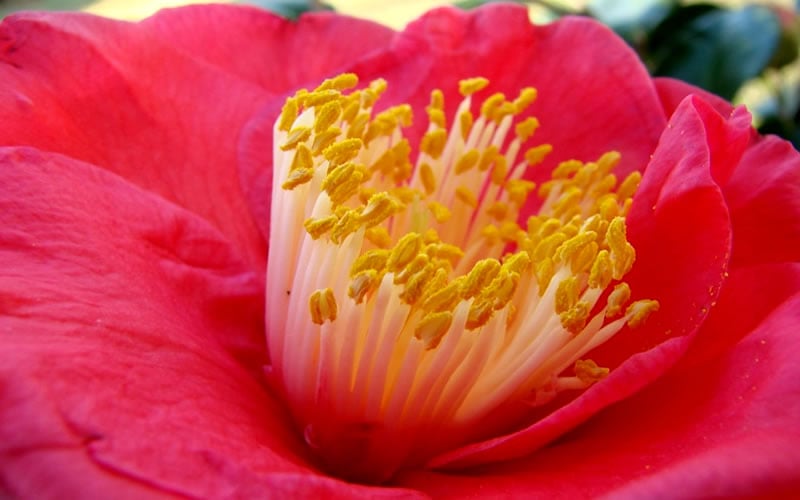  Gunsmoke Camellia Japonica - 3 Gallon Pot