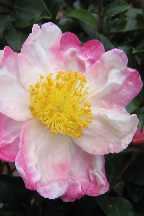  Hana Jiman Camellia Sasanqua - 3 Gallon Pot